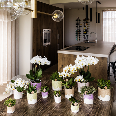 Kolibri Home Blumentopf Sand Ø6cm – Elegante Blütenstruktur