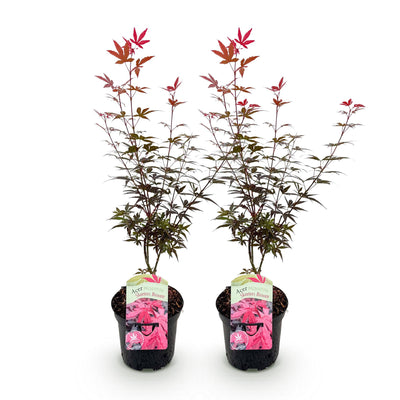 GreenboutiQ Japanischer Ahorn 'Skeeters Broom' Lila, 2 Pflanzen im 19cm Topf