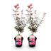 GreenboutiQ Japanischer Ahorn 'Skeeters Broom' Lila, 2 Pflanzen im 19cm Topf Bild 2