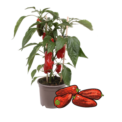 Rote Snack-Paprika Pflanze: Frisch vom Balkon ernten!