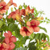 2x Trompetenblume 'Summer Jazz Fire' - 65cm - Topf Ø15 Bild 2