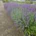 6x Catmint 'Walker's Low' Perennial ↕10-25cm Ø9cm Bild 6