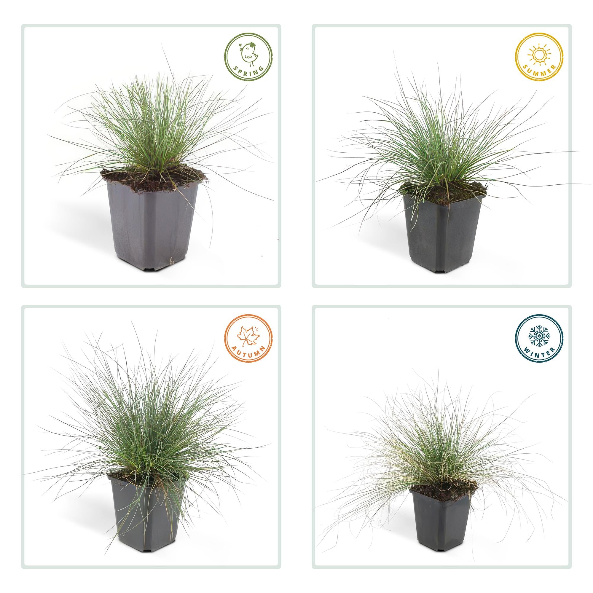 24x Festuca glauca 'Elijah Bleu' - ↕10-25cm - Ø9cm