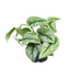 Scindapsus Pictus Trebie 15cm Topf - Pflegeleichte Hängepflanze Bild 1