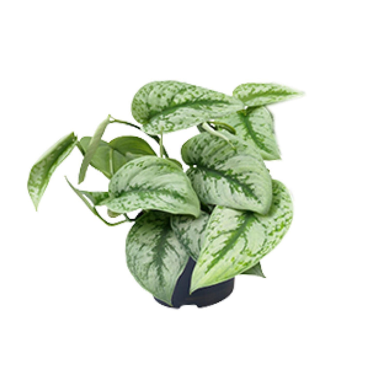 Scindapsus Pictus Trebie 15cm Topf - Pflegeleichte Hängepflanze
