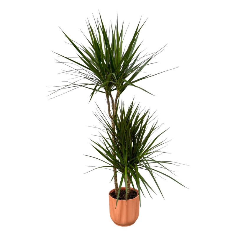 Dracaena Marginata: Große Zimmerpflanze ca. 120cm im elho Topf