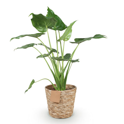 Alocasia Cucullata Buddha-Hand Zimmerpflanze im Topf 21cm