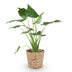 Alocasia Cucullata Buddha-Hand Zimmerpflanze im Topf 21cm Bild 2