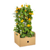 4x Thunbergia alata Sunny Susy Orange, Ø13cm, 60cm hoch Bild 5