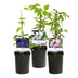 Clematis Tricolor Climbing Plant: 3 Plants, Pink, White, Purple Bild 2