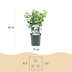 GreenboutiQ Mock Orange 'Snowbelle' - Fragrant white flowers, easy to care for Bild 3