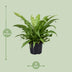 Asplenium Antiquum - Japanischer Nestfarn (Ø23cm, ↕60cm) Bild 2