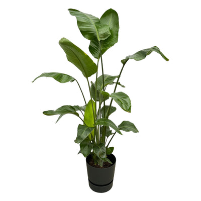 Strelitzia Nicolai inklusive Elho Greenville Round schwarz - 160cm - Ø30