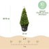 GreenboutiQ Buchsbaum Pyramide - Krankheitsresistenter Buxus 60-70cm Bild 3