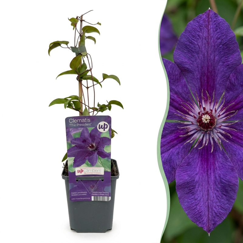 4x Clematis The President - Waldrebe The President - Lila - Kletterpflanze - Ø9cm - ↕35cm