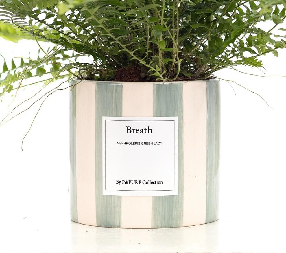 Nephrolepis Green Lady Gift "Breath" WITH GREETING CARD! - Ø12cm - ↕35cm