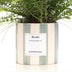 Nephrolepis Green Lady Geschenk „Breath“ MIT GRUSSKARTE! – Ø 12 cm – ↕ 35 cm Bild 3