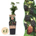 Green boutiQ - Fruit Plant - Rubus fruticosus Thornless Evergreen - Blackberry Plant - Thornless - Black Raspberry - 2 Plants - 15 cm Pot - 50 cm Height Bild 1