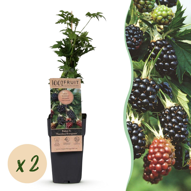 Green boutiQ - Fruit Plant - Rubus fruticosus Thornless Evergreen - Blackberry Plant - Thornless - Black Raspberry - 2 Plants - 15 cm Pot - 50 cm Height