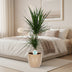 Dracaena Marginata (Dragon Tree) Ø17cm, approx. 75cm high Bild 3