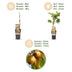 Green boutiQ - Obststrauch - Actinidia Weiki & Golden Kiwi - Kiwi-Pflanze - 1 Männlich - 3 Weiblich - Pflanzen - Gelb - Topf 15cm - Höhe 50cm Bild 4