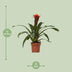 Guzmania Happiness – Ø12cm, 45cm hoch Bild 2