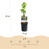 GreenboutiQ Passionsblume 'Passiflora caerulea' - 2 Pflanzen Bild 3
