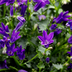 48x Glockenblume 'Coerulea' - 10-25cm - Ø9cm Bild 7