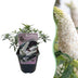 Green boutiQ - Garden Plant - Buddleja davidii White Profusion - Butterfly Bush - Winter Hardy - White - 1 Plant - Pot 17cm - Height 45cm Bild 1