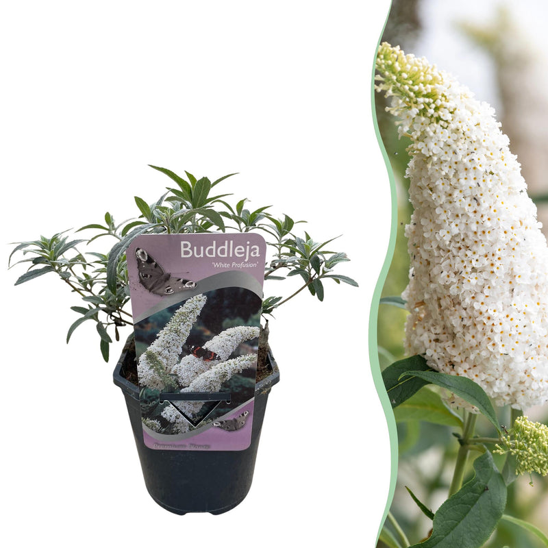 Green boutiQ - Garden Plant - Buddleja davidii White Profusion - Butterfly Bush - Winter Hardy - White - 1 Plant - Pot 17cm - Height 45cm