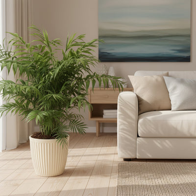 Chamaedorea Elegans Palme - 100cm - Ø24cm