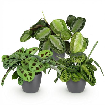 Green boutiQ: 3x Marantha Pflanzen-Set im Topf (12cm)