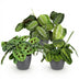 Green boutiQ: 3x Marantha Pflanzen-Set im Topf (12cm) Bild 2