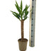 Yucca Elephantipes Ø17cm - 60-80cm, tropical eye-catcher Bild 2