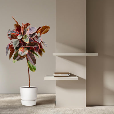 Ficus Elastica Belize auf Stamm, 130 cm, Ø24