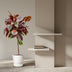 Ficus Elastica Belize auf Stamm, 130 cm, Ø24 Bild 2