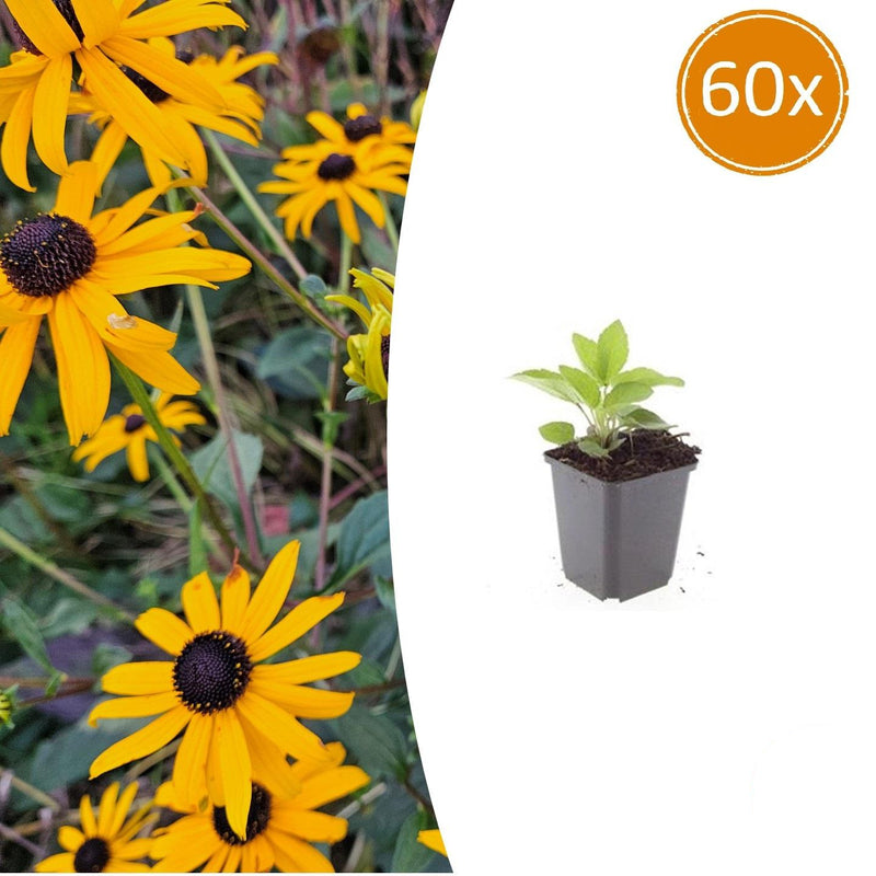 Rudbeckia 'Goldsturm' Sonnenhut, 60x, 10-25cm, Ø9cm