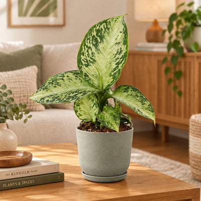 Dieffenbachia Snow, Tropische Grünpflanze, Ø6cm, ↕15cm
