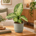 Dieffenbachia Snow, Tropische Grünpflanze, Ø6cm, ↕15cm Bild 2