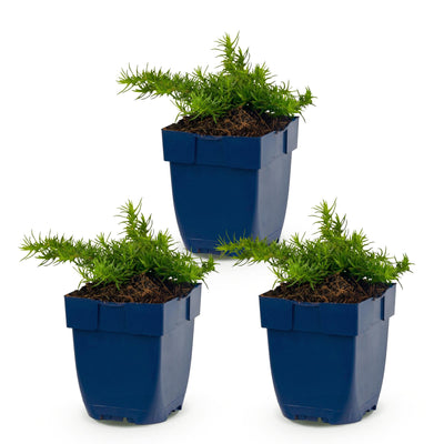 Green boutiQ - Perennial - Phlox Maischnee - Flame Flower - Ground Cover - White - 3 Plants - Pot 11cm - Height 15-25cm