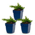 Green boutiQ - Perennial - Phlox Maischnee - Flame Flower - Ground Cover - White - 3 Plants - Pot 11cm - Height 15-25cm Bild 2
