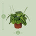 Prayer Plant Fascinator Lemon Lime - Ø12cm - ↕30cm Bild 2
