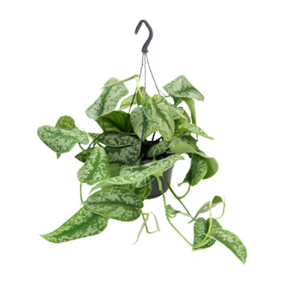 Scindapsus Pictus Trebie, Hängepflanze mit Silberflecken, Ø15cm