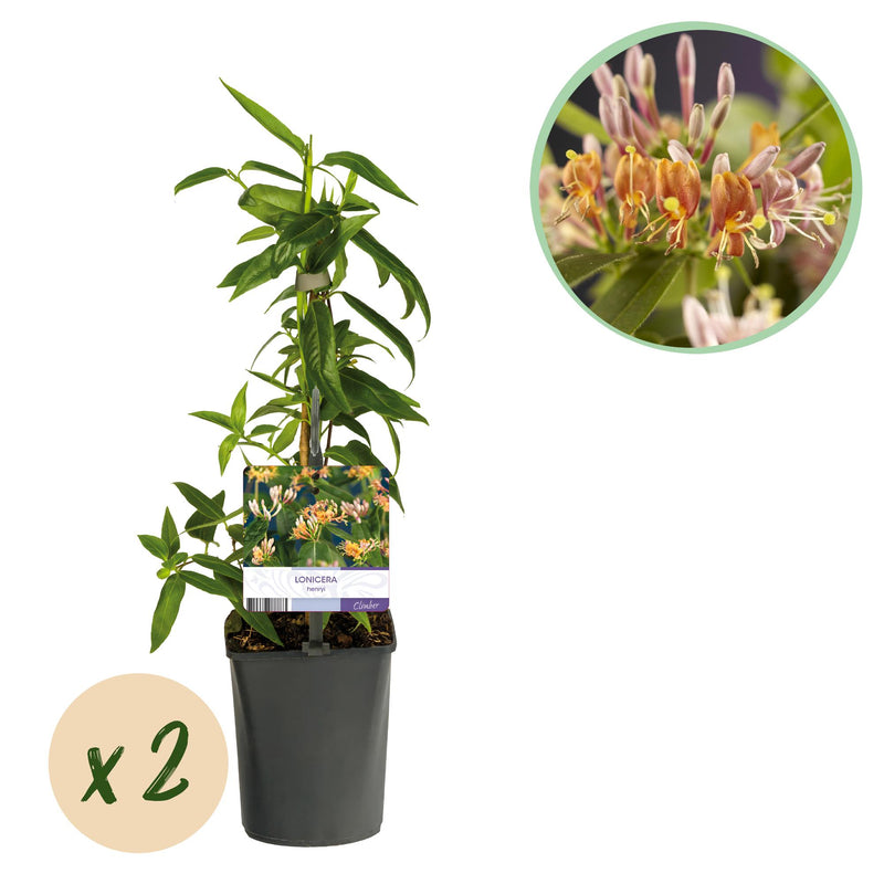 GreenboutiQ Honeysuckle 'Lonicera henryi', 2 plants in a pot