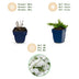 Green boutiQ - Perennial - Phlox Maischnee - Flame Flower - Ground Cover - White - 6 Plants - Pot 11cm - Height 15-25cm Bild 6