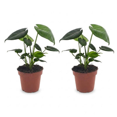 Green boutiQ - Monstera Deliciosa - Fensterblatt - 2 Pflanzen - Topf 12cm - Höhe - 30cm
