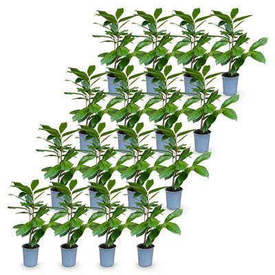 Green boutiQ - 16x Prunus laur. Rotundifolia - Lorbeer-Kirsche - Heckenpflanzen - Immergrün - Grün - Topf 9cm - Höhe 25-35cm
