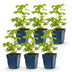 Green boutiQ - Perennial - Delphinium (P) Astolat - Larkspur - Bee and Butterfly Attractors - Pink - 6 Plants - Pot 11cm - Height 15-25cm Bild 2