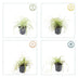 12x Carex 'Evergold' Ziergras, 10-25cm, Ø9cm Bild 4