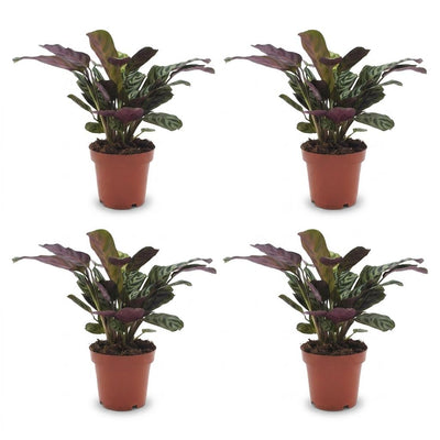 Green boutiQ - Ctenanthe Burle Marxii - Fischgräten-Gebetspflanze - 4 Pflanzen - Pot 12cm - Hoogte - 30cm